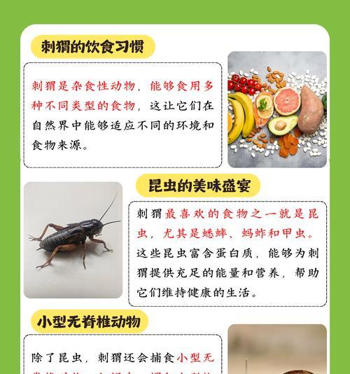 刺猬吃猫粮后不进食怎么处理？刺猬饮食习惯改变怎么办？