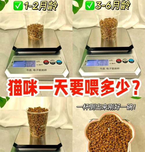成年猫每天应该吃多少猫粮？如何控制食量？