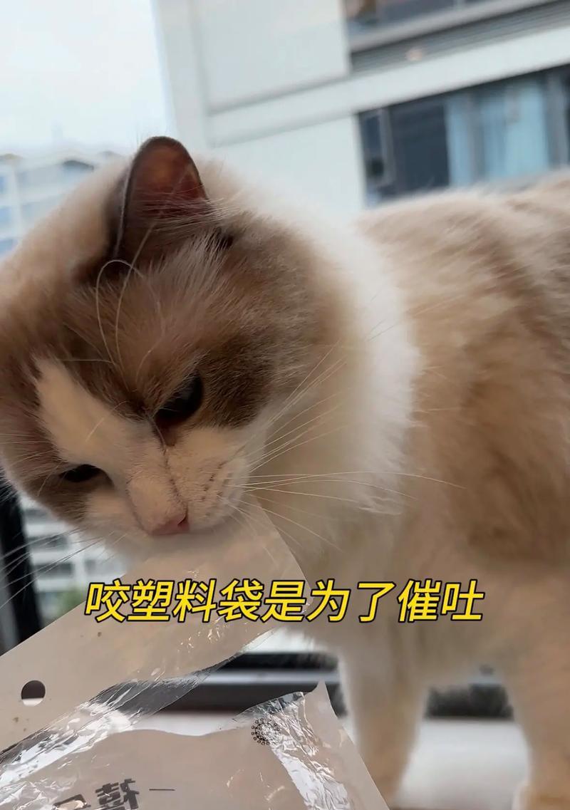 猫咪啃塑料袋怎么办？推荐哪些猫粮防止猫咪啃咬塑料？