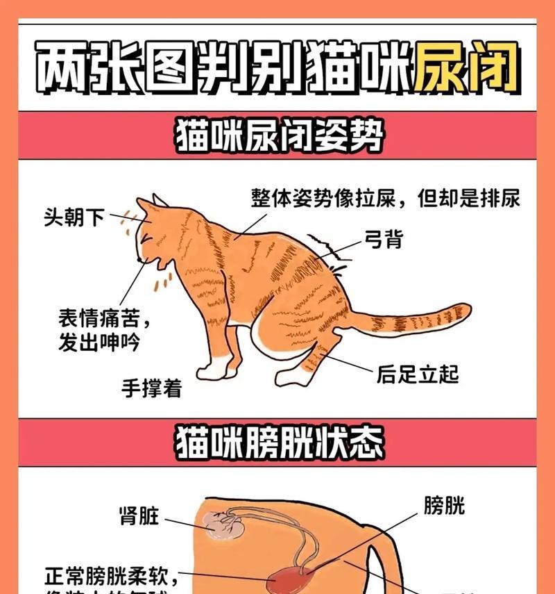 猫尿闭与猫粮有关吗？如何治疗？