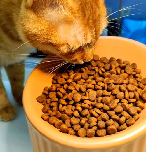 自制猫粮中可以添加鱼肝吗？这样做有什么好处或风险？