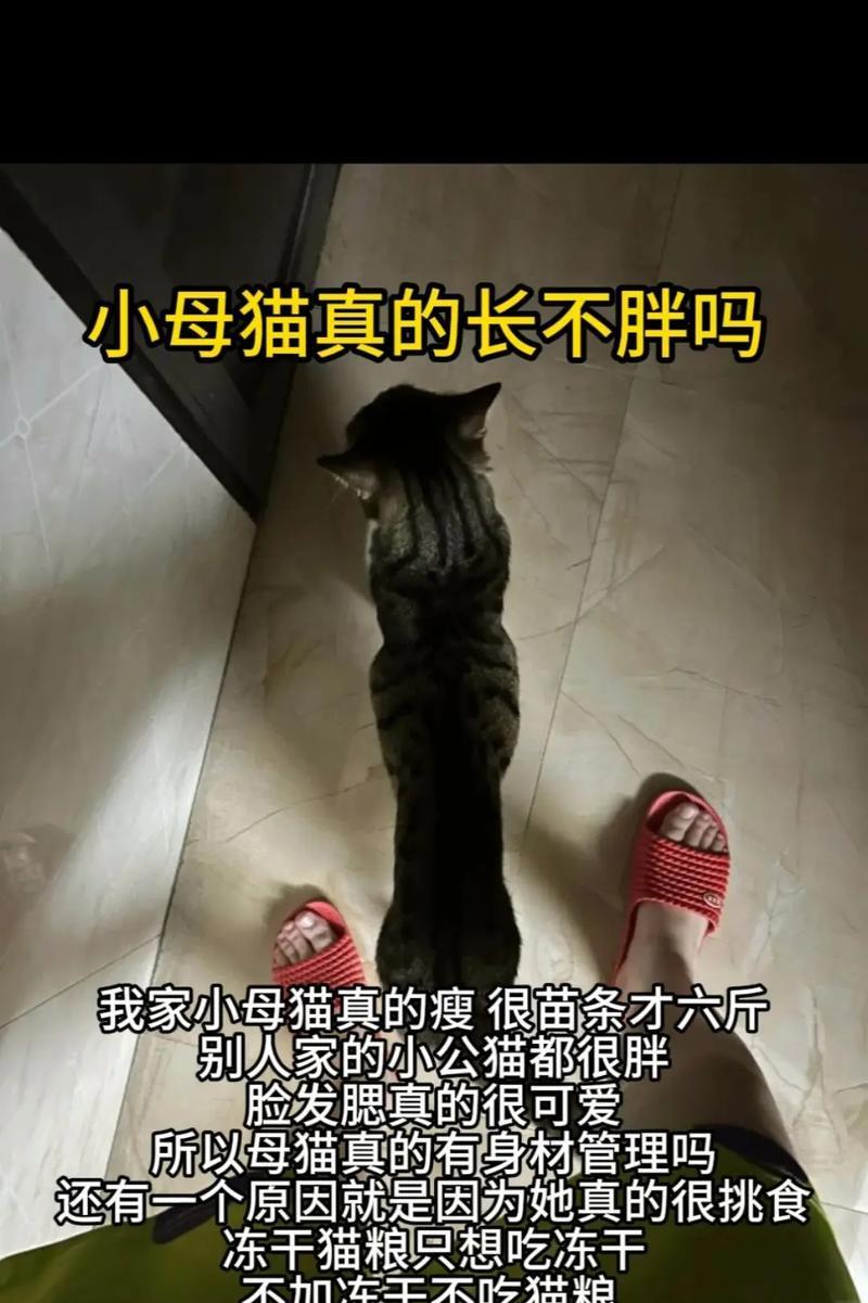大胖猫总是想着吃猫粮是为什么？有什么解决方法？