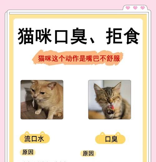 猫粮舔食声音很大怎么办？如何减少猫咪进食时的噪音？