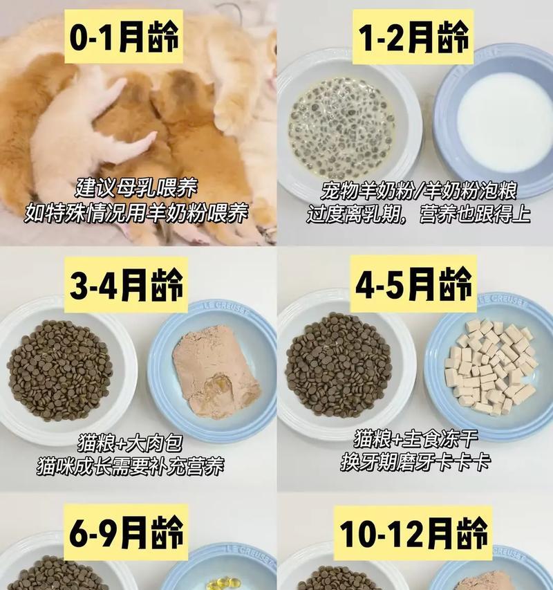 幼猫断奶后如何过渡到吃猫粮？