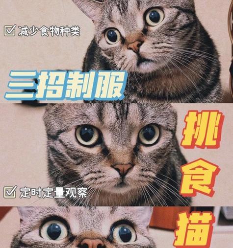 猫咪只吃猫粮不吃其他食物怎么办？