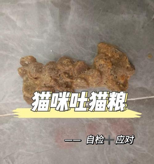 猫粮导致问题如何解决？有哪些常见的猫粮问题及应对方法？
