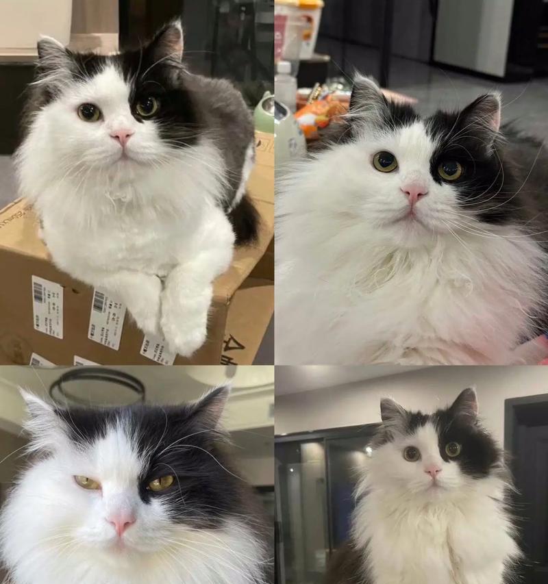 西城家园奶牛猫粮的品质如何？