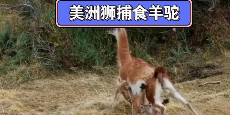美洲狮遇到羊驼应如何处理？羊驼的自我保护方法是什么？