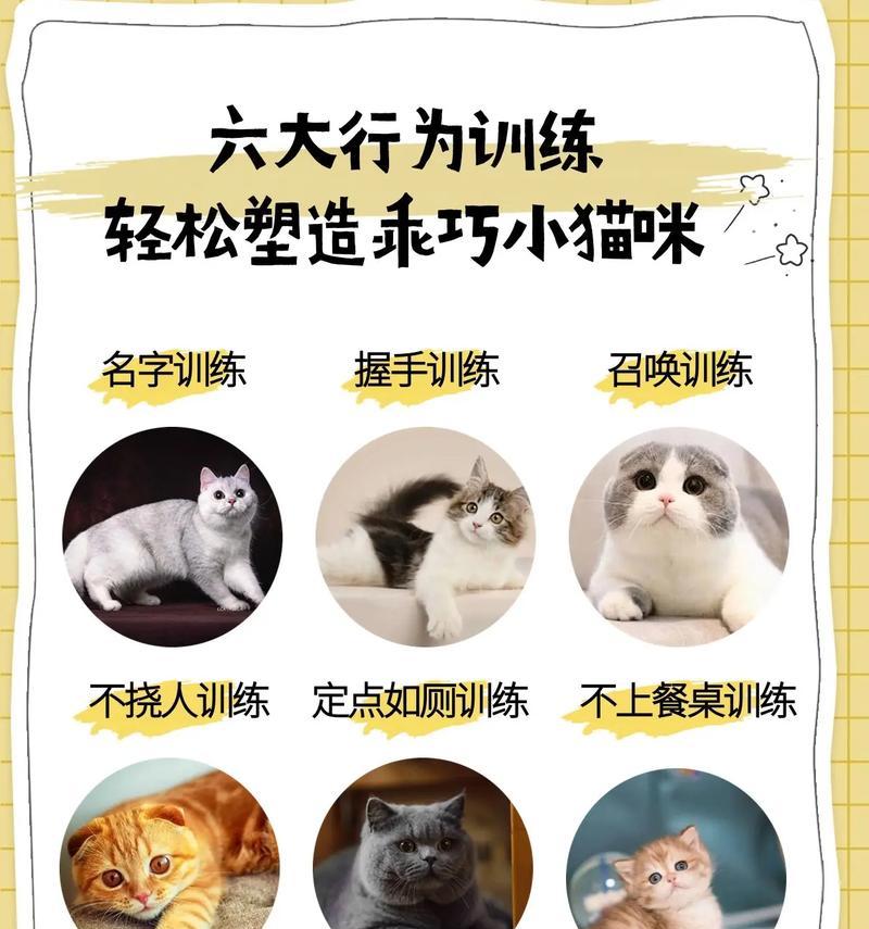 猫吃猫粮总是撒出来怎么办？如何训练猫正确吃猫粮？