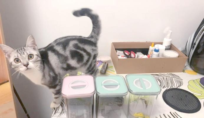 猫粮的最佳存储方法是什么？