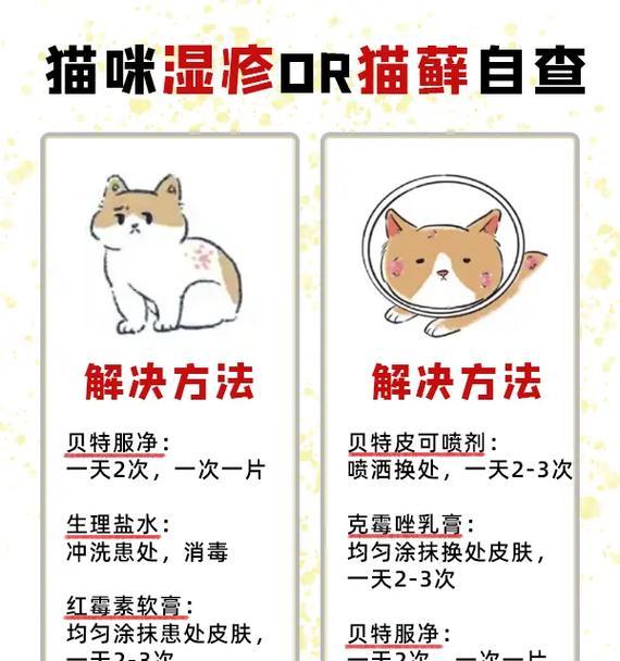 猫湿疹与猫粮有关吗？如何治疗？