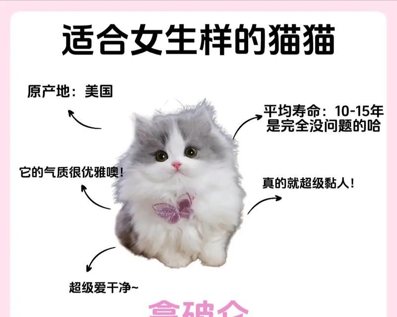 拿破仑猫适合哪种猫粮？好吃又经济的猫粮有哪些推荐？