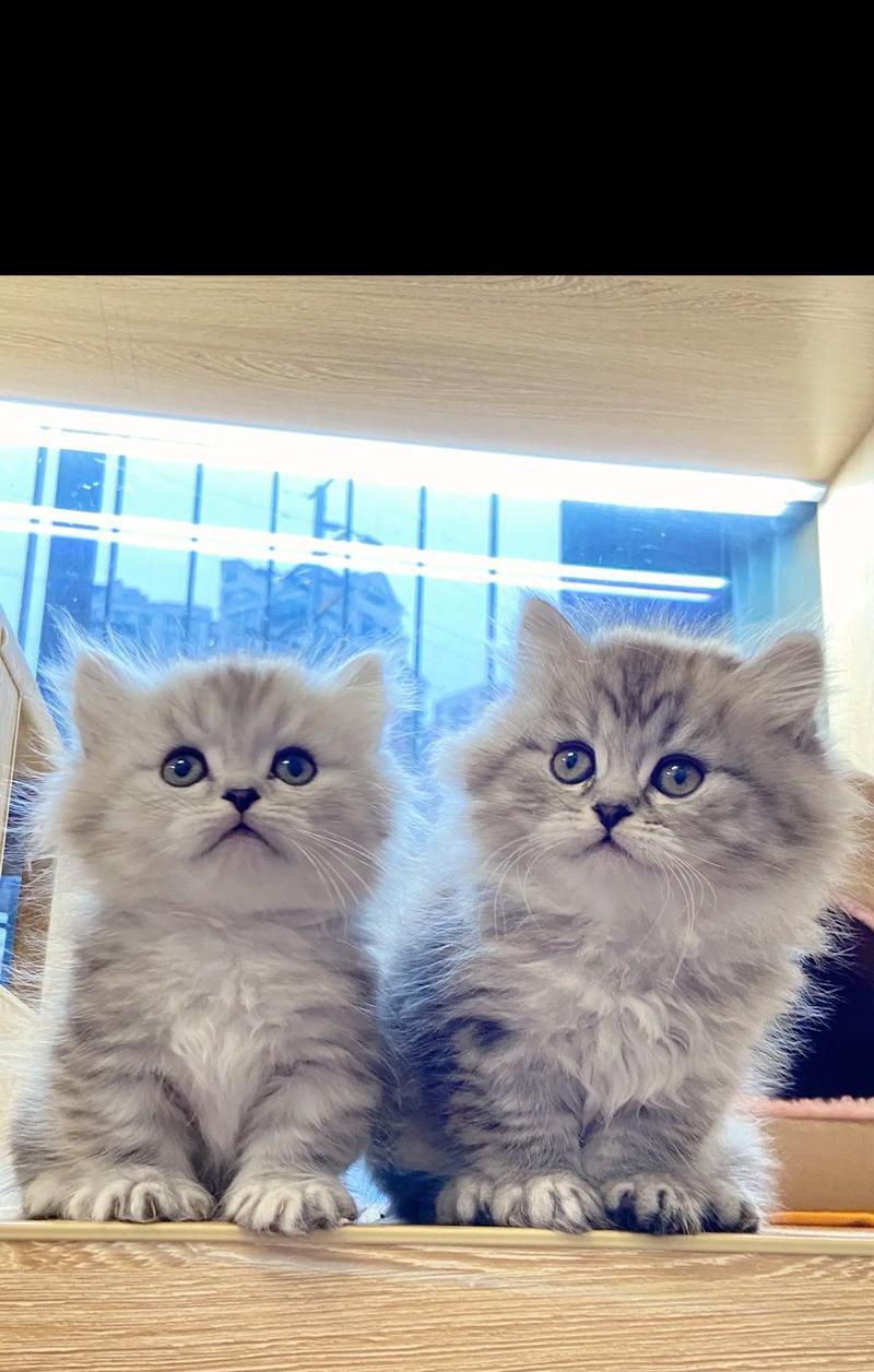 拿破仑猫适合哪种猫粮？好吃又经济的猫粮有哪些推荐？