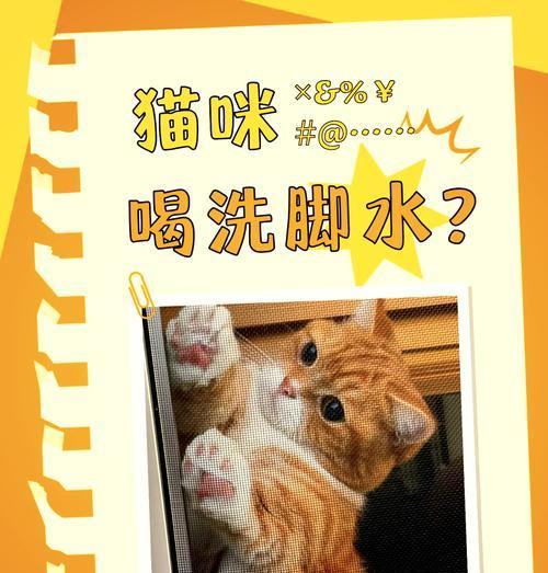 猫咪为何会将猫粮扒拉到水盆中？这是什么行为？