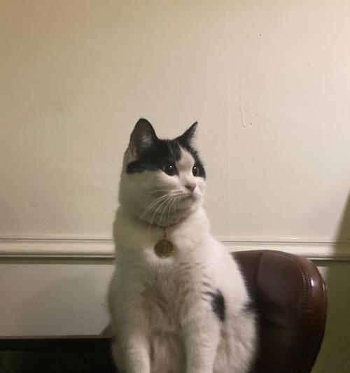 在烟花中吃猫粮会有什么影响？
