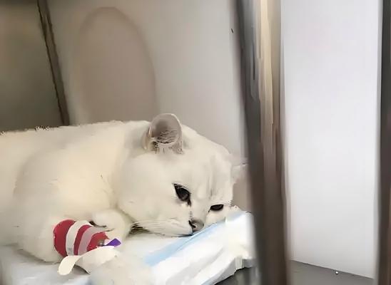 魔鬼猫怎么归还猫粮？归还猫粮的正确步骤是什么？