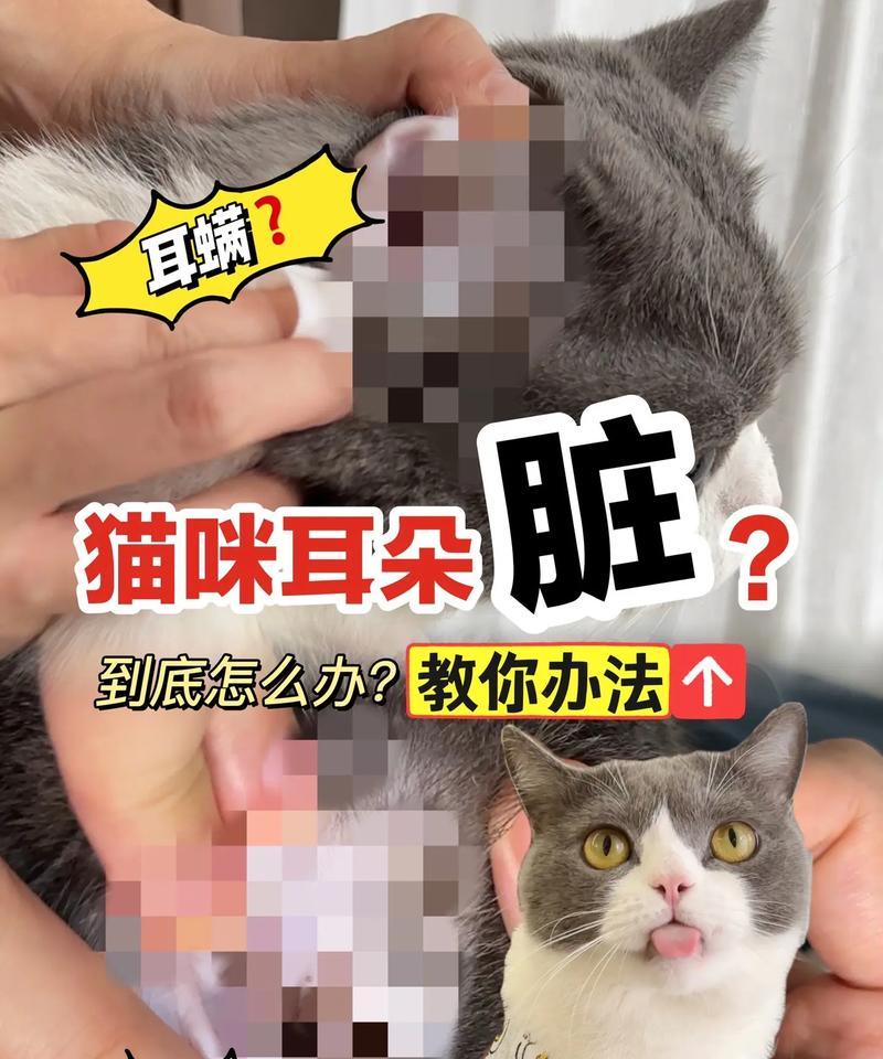 猫咪吃猫粮耳朵脏是正常现象吗？