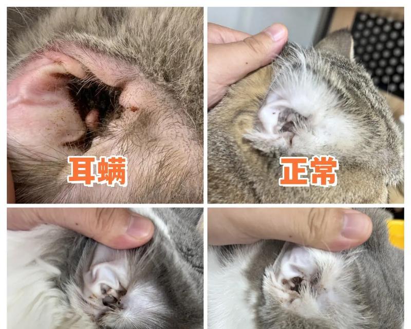猫咪吃猫粮耳朵脏是正常现象吗？