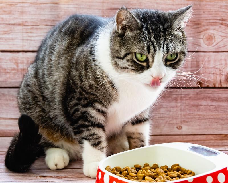 猫粮出现絮状物是什么原因？如何判断猫粮质量？