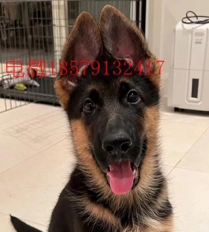 德牧价格是多少？如何挑选健康幼犬？