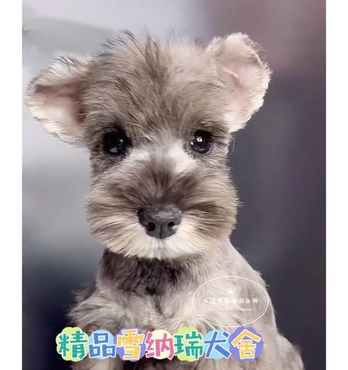 纯种雪纳瑞的价格是多少？购买时应注意什么？
