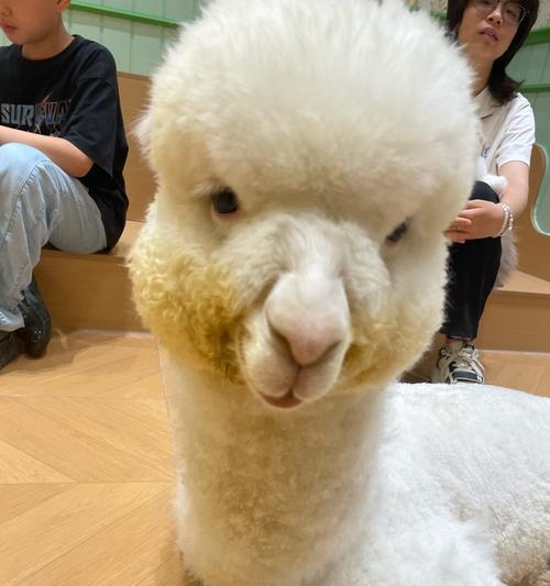 羊驼和狗之间有什么有趣的联系？这种说法的来源是什么？