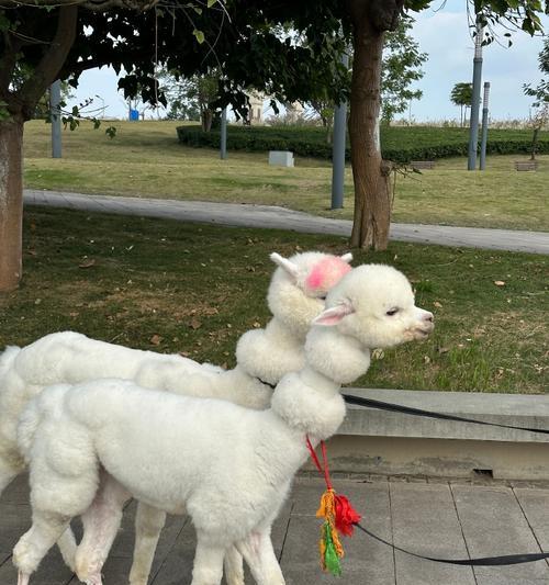 羊驼和狗之间有什么有趣的联系？这种说法的来源是什么？