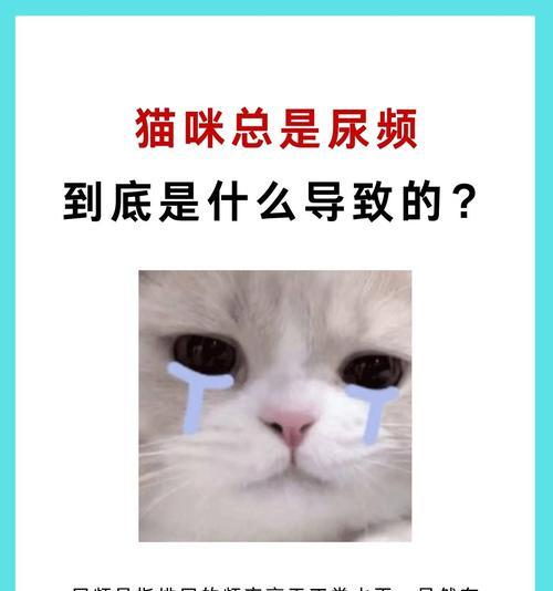 小猫不在猫砂盆排泄正常吗？