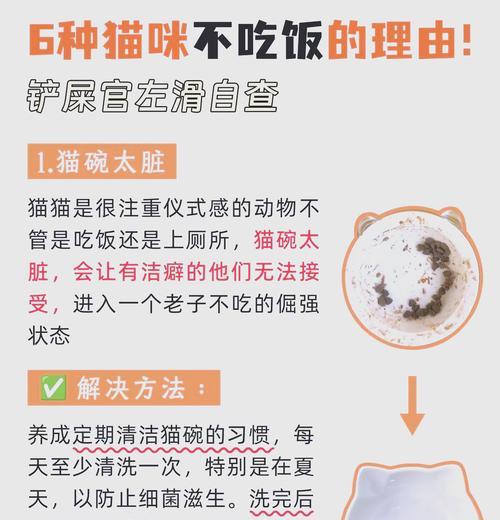 猫咪剩下小粒猫粮不吃怎么办？有什么有效的解决方法？