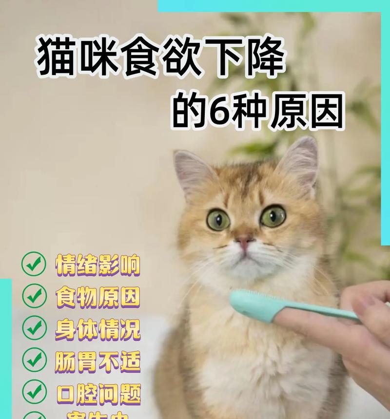 猫咪最近食欲减退是什么原因？