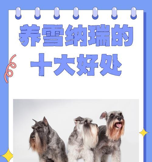 五岁雪纳瑞饮食管理鸡胸肉摄入量如何掌握？