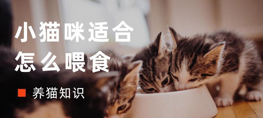不使用猫粮如何正确喂养幼猫？