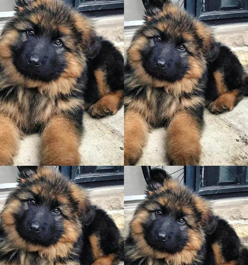 德国正宗德牧幼犬售价是多少？购买德牧幼犬的注意事项有哪些？