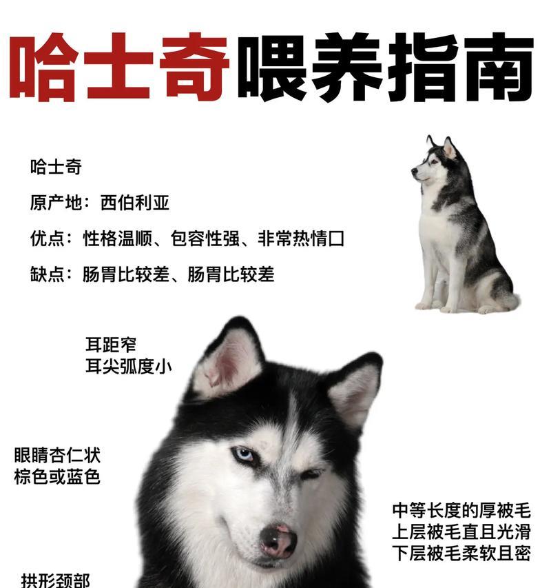 哈士奇与西伯利亚犬谁更强？