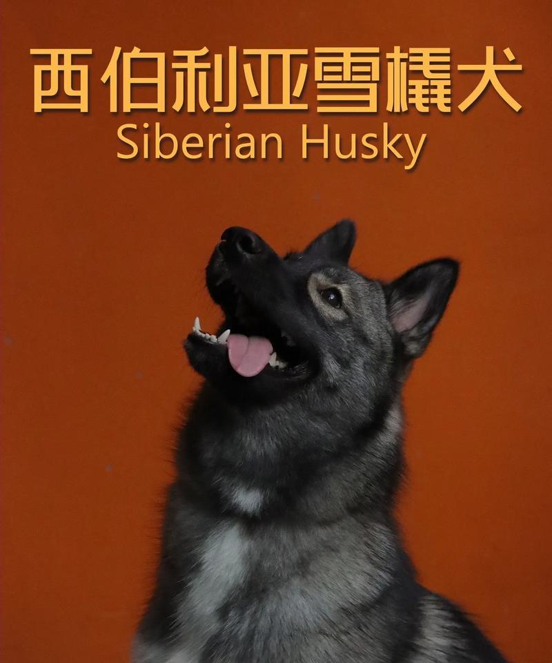 哈士奇与西伯利亚犬谁更强？