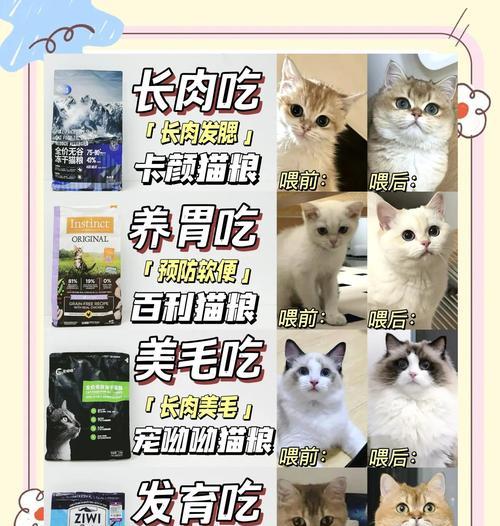 宠物店如何为猫选择合适的猫粮？