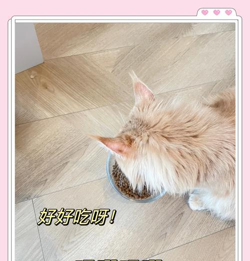 吃处方粮的猫咪会多喝水吗？原因是什么？