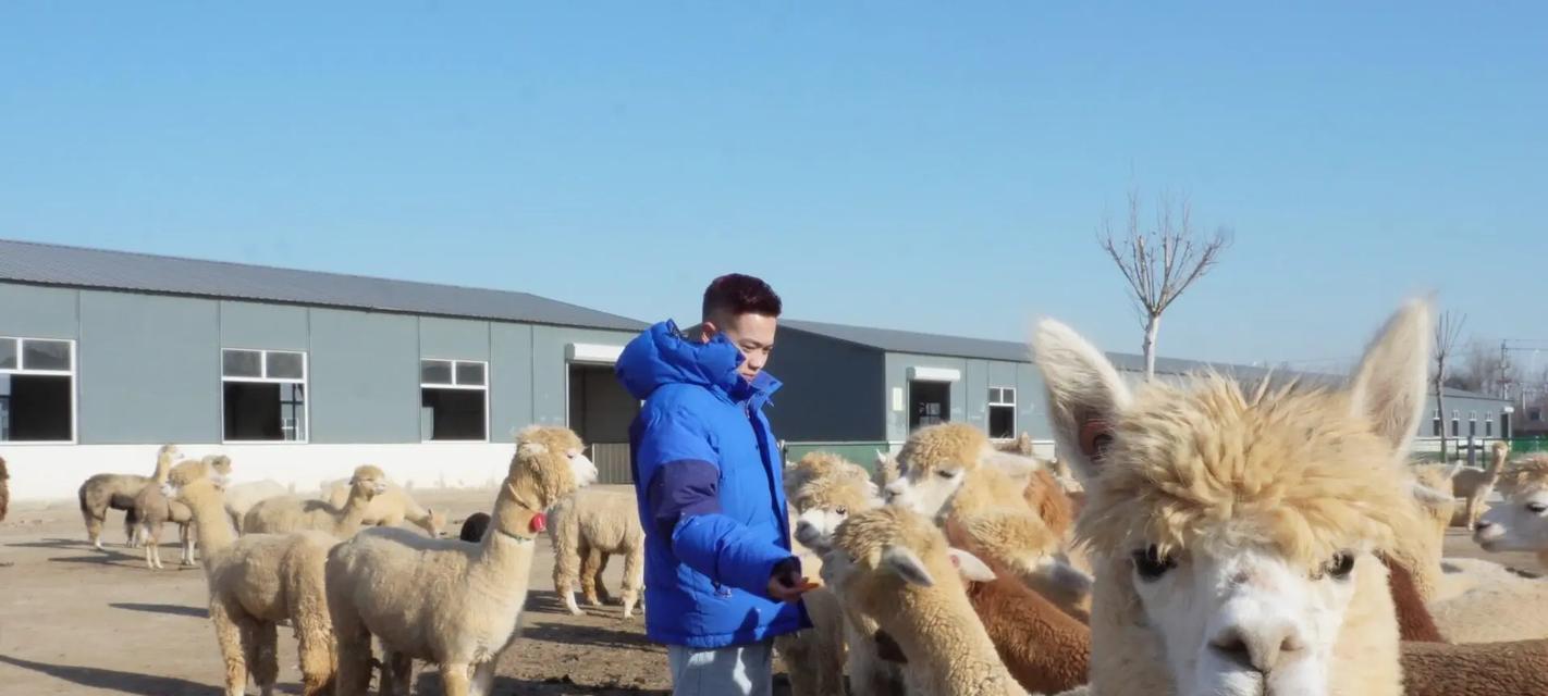 江鸟丰养羊驼的正确方法是什么？有哪些注意事项？