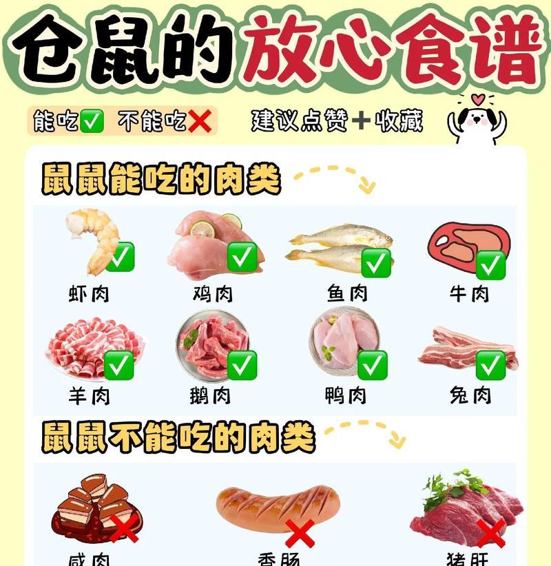 什么家养鼠能吃猫粮？家养鼠的正确喂食方法是什么？