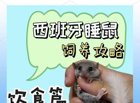 什么家养鼠能吃猫粮？家养鼠的正确喂食方法是什么？
