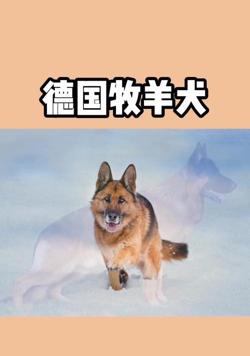四斤德牧每餐应吃多少鸡胸肉？