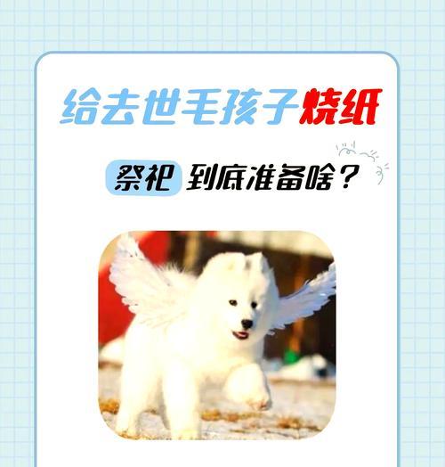 如何处理给客户烧纸猫粮的问题？有哪些安全的处理方法？