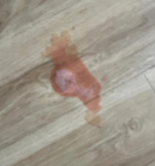 猫咪吃完猫粮后咳血是什么原因？需要立即就医吗？