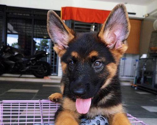 潘宏德牧幼犬的价格是多少？