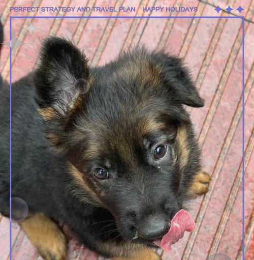 潘宏德牧幼犬的价格是多少？