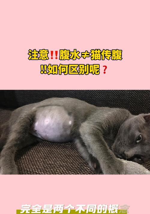 换了猫粮后猫腹水出现正常吗？如何处理这种情况？