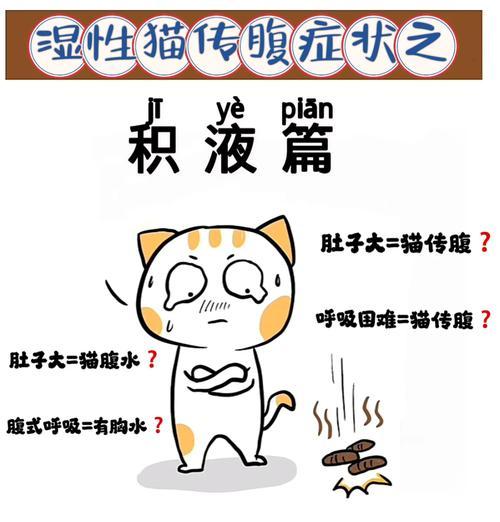 换了猫粮后猫腹水出现正常吗？如何处理这种情况？