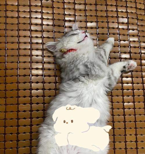 换了猫粮后猫腹水出现正常吗？如何处理这种情况？