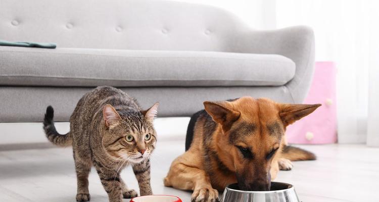 小狗吃猫粮有哪些注意事项？