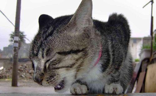 小土猫不吃饭光吃猫粮的原因是什么？